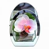 Настольная лампа Eglo Orchidej 75156